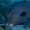 Bumphead Parrotfish